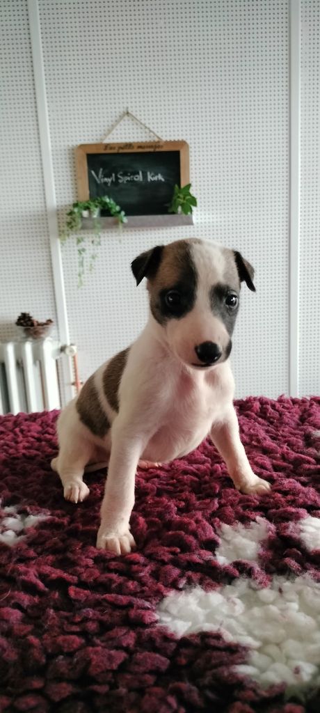 the New Life Des Collines Noires - Chiot disponible  - Whippet