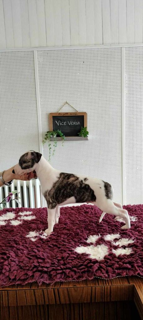 the New Life Des Collines Noires - Chiot disponible  - Whippet