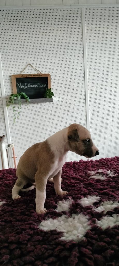 the New Life Des Collines Noires - Chiot disponible  - Whippet