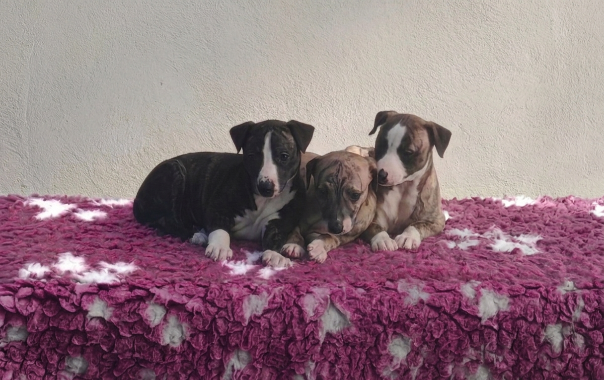 Chiots Disponibles