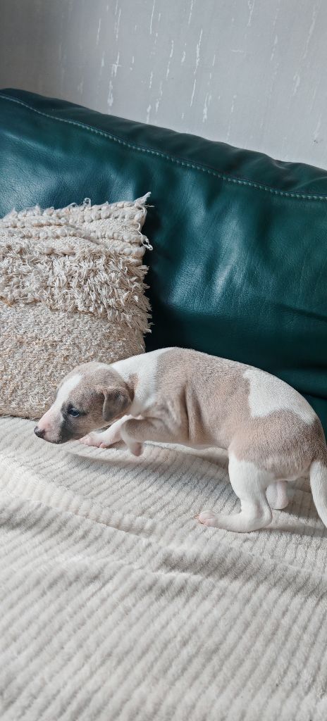 the New Life Des Collines Noires - Chiots disponibles - Whippet