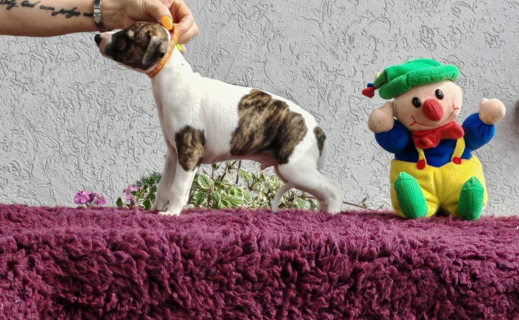 the New Life Des Collines Noires - Chiots disponibles - Whippet