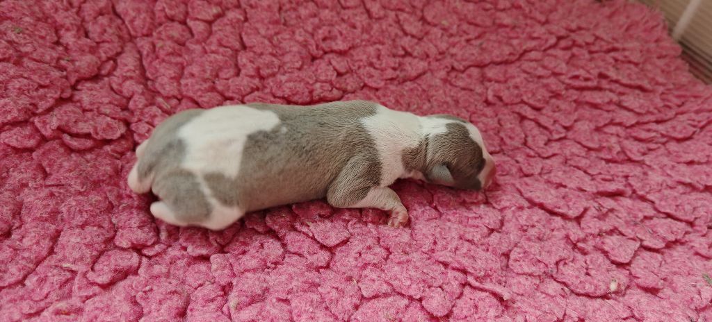 the New Life Des Collines Noires - Chiots disponibles - Whippet