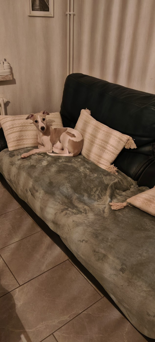 the New Life Des Collines Noires - Chiots disponibles - Whippet