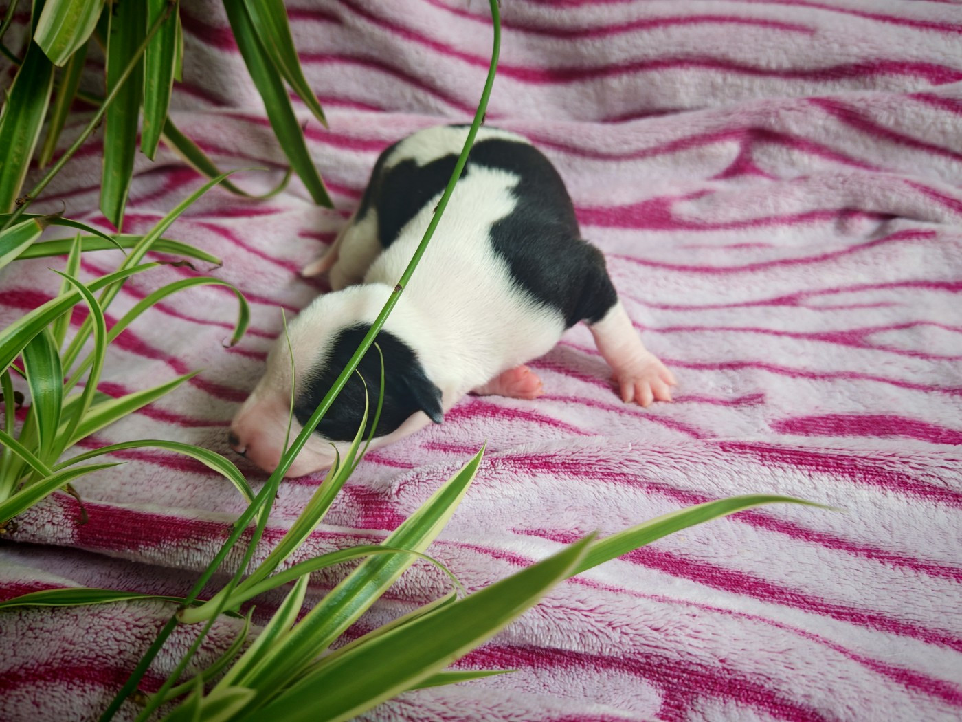 the New Life Des Collines Noires - Chiots disponibles - Whippet