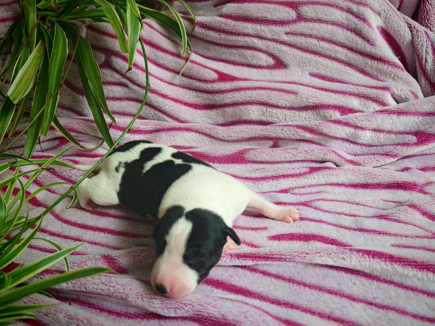 the New Life Des Collines Noires - Chiots disponibles - Whippet