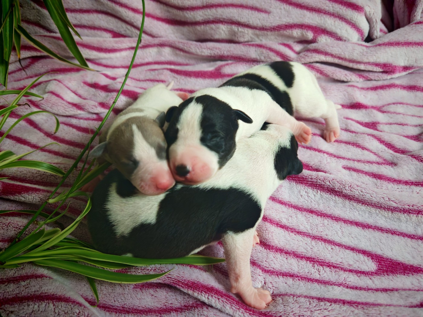 Chiot Whippet the New Life Des Collines Noires