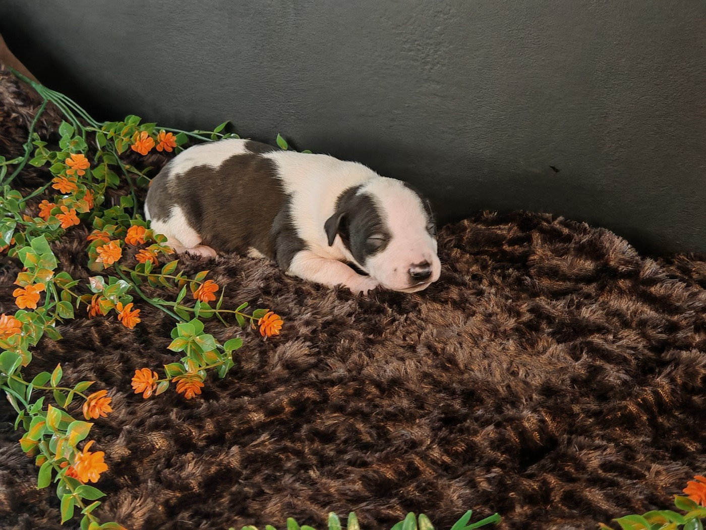 the New Life Des Collines Noires - Chiots disponibles - Whippet