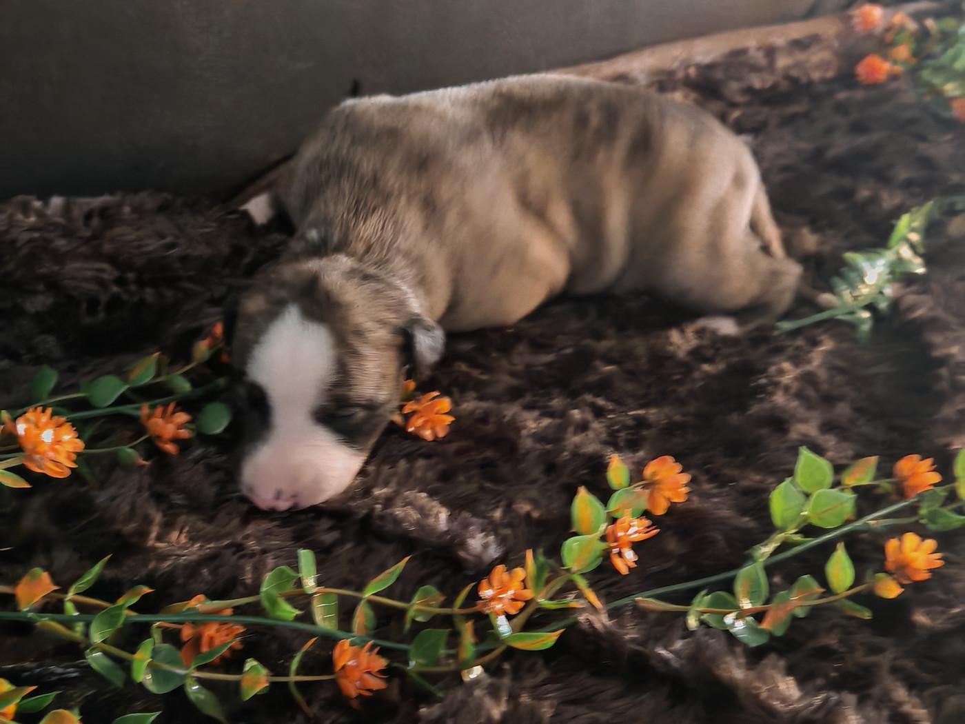 the New Life Des Collines Noires - Chiots disponibles - Whippet