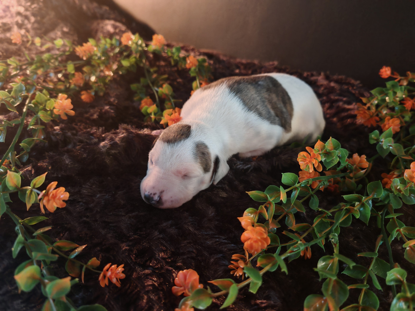 the New Life Des Collines Noires - Chiots disponibles - Whippet