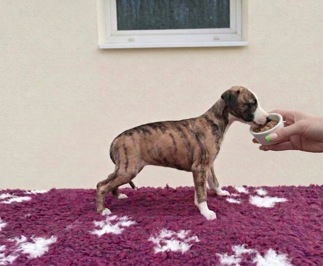 the New Life Des Collines Noires - Chiots disponibles - Whippet