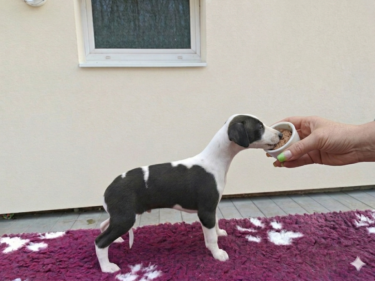 the New Life Des Collines Noires - Chiots disponibles - Whippet