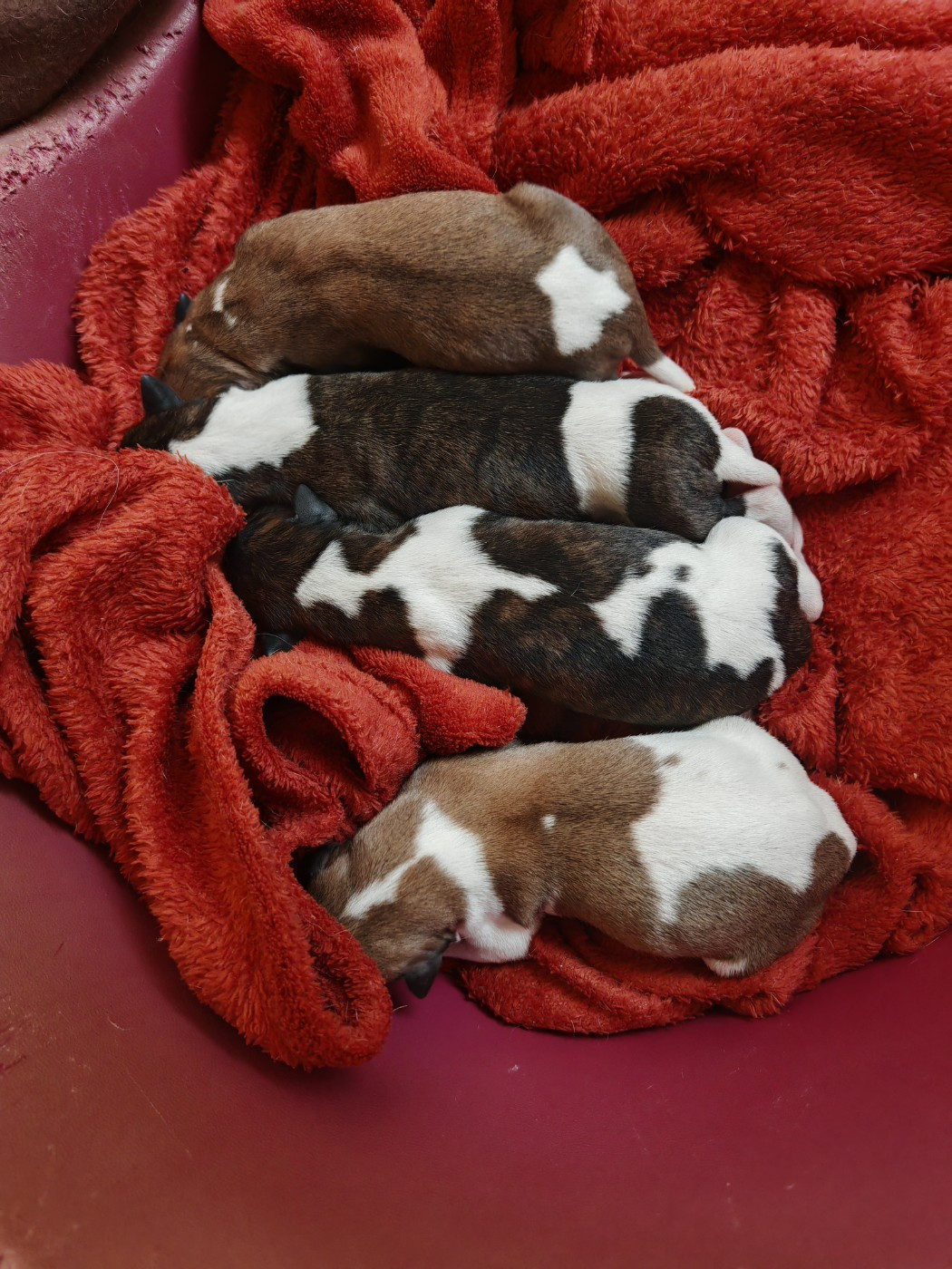 the New Life Des Collines Noires - Chiots disponibles - Whippet