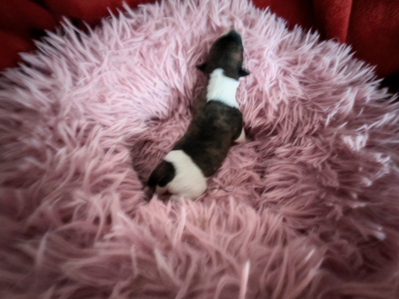 the New Life Des Collines Noires - Chiots disponibles - Whippet