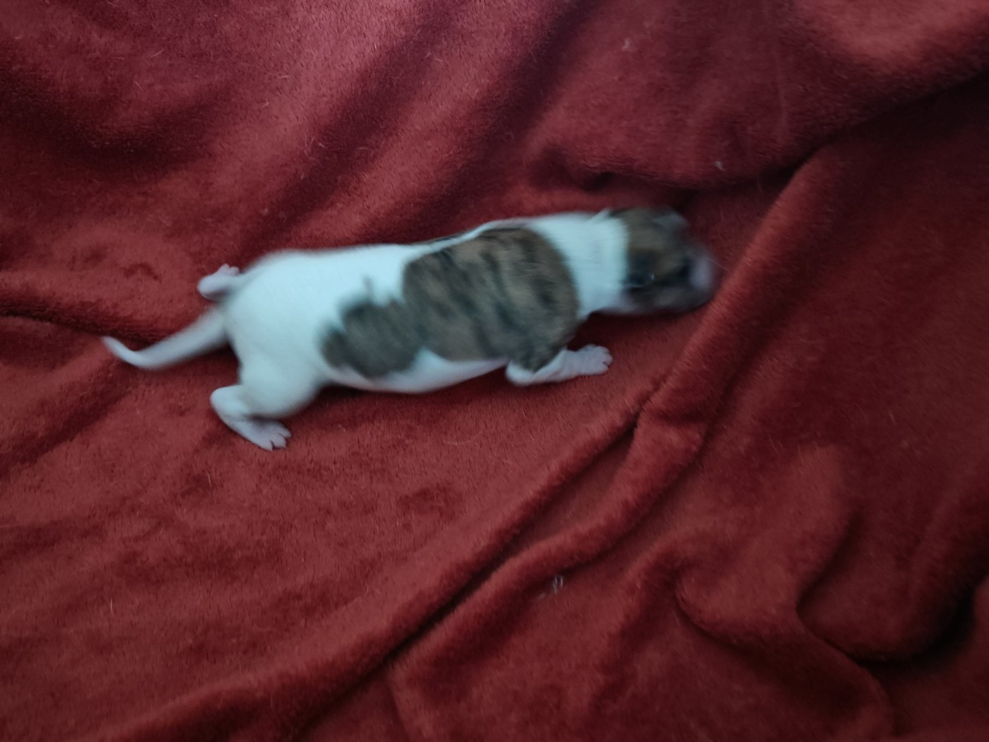 the New Life Des Collines Noires - Chiots disponibles - Whippet
