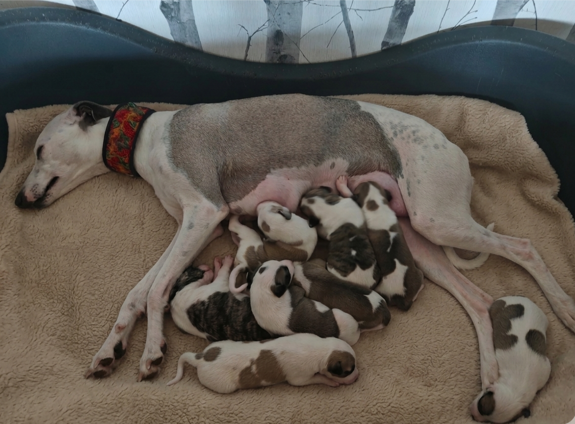 Chiot Whippet the New Life Des Collines Noires