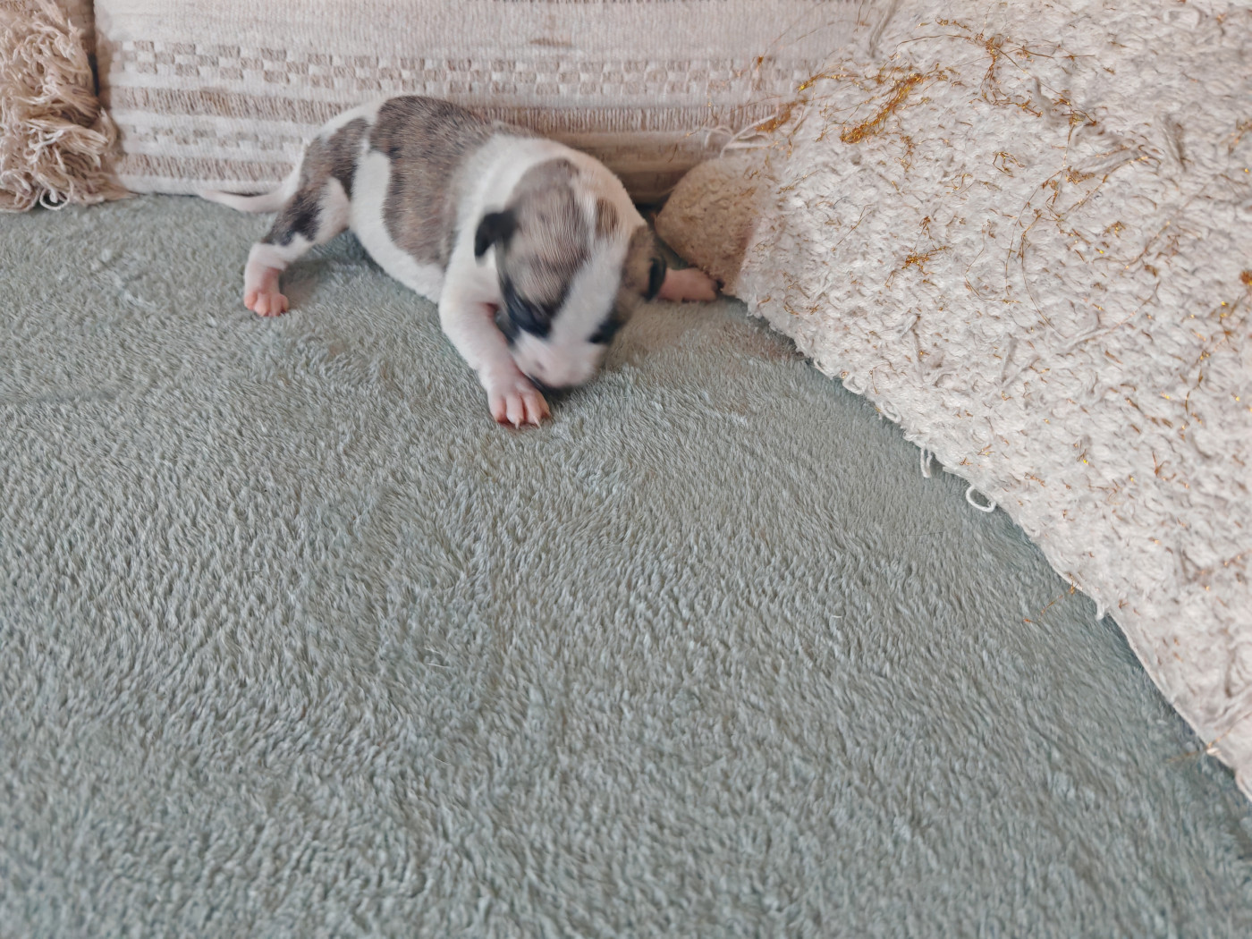 the New Life Des Collines Noires - Chiots disponibles - Whippet