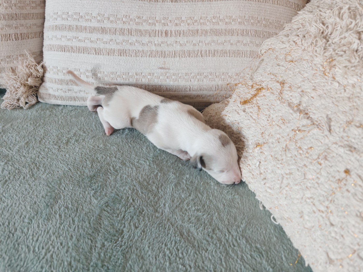 the New Life Des Collines Noires - Chiots disponibles - Whippet