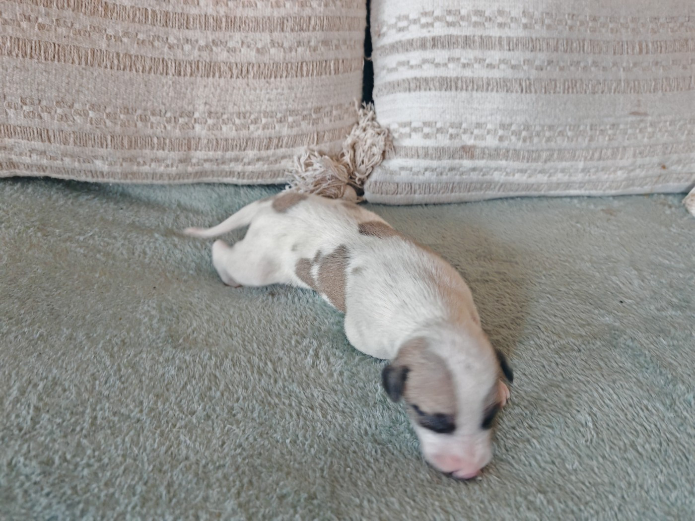 the New Life Des Collines Noires - Chiots disponibles - Whippet