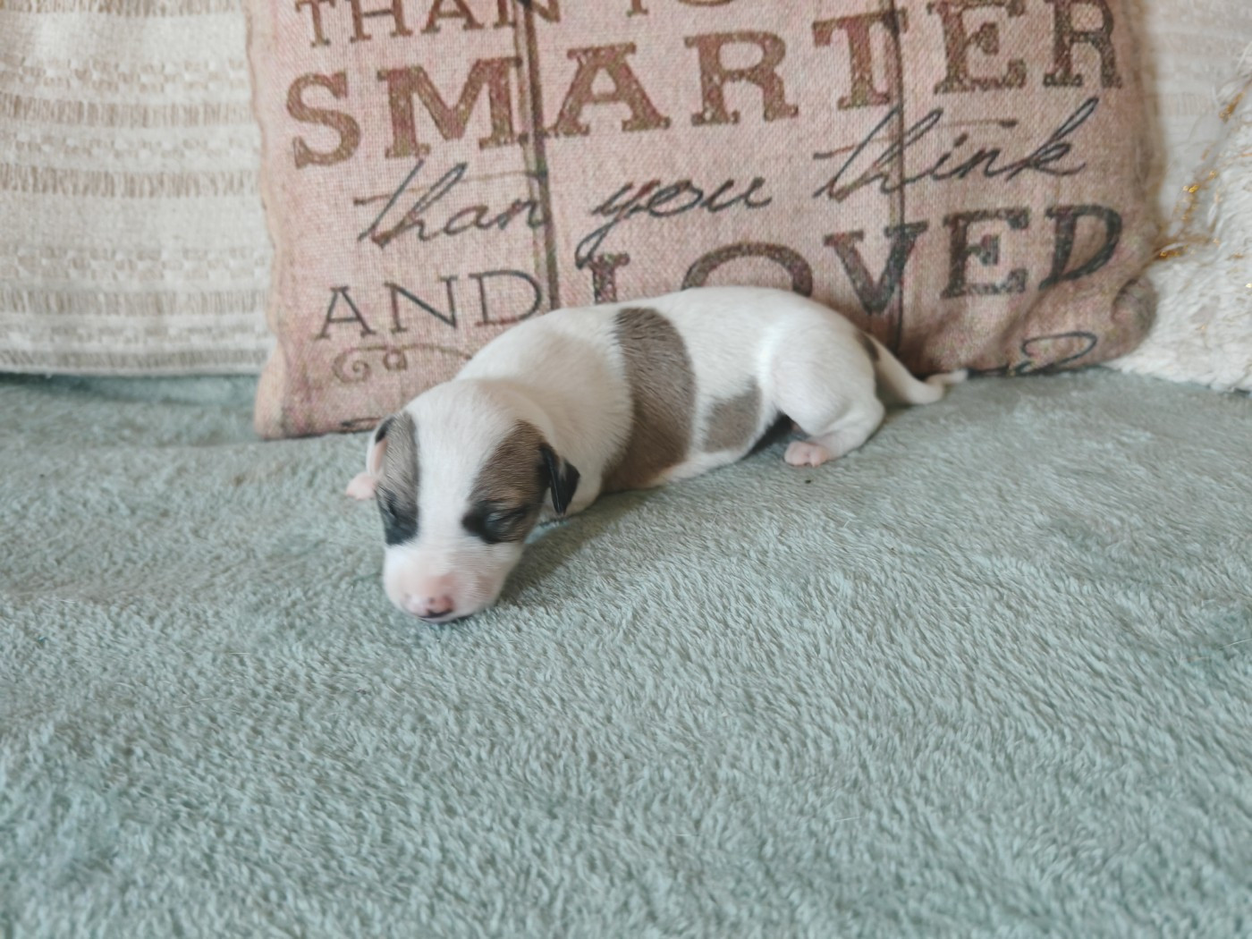 the New Life Des Collines Noires - Chiots disponibles - Whippet