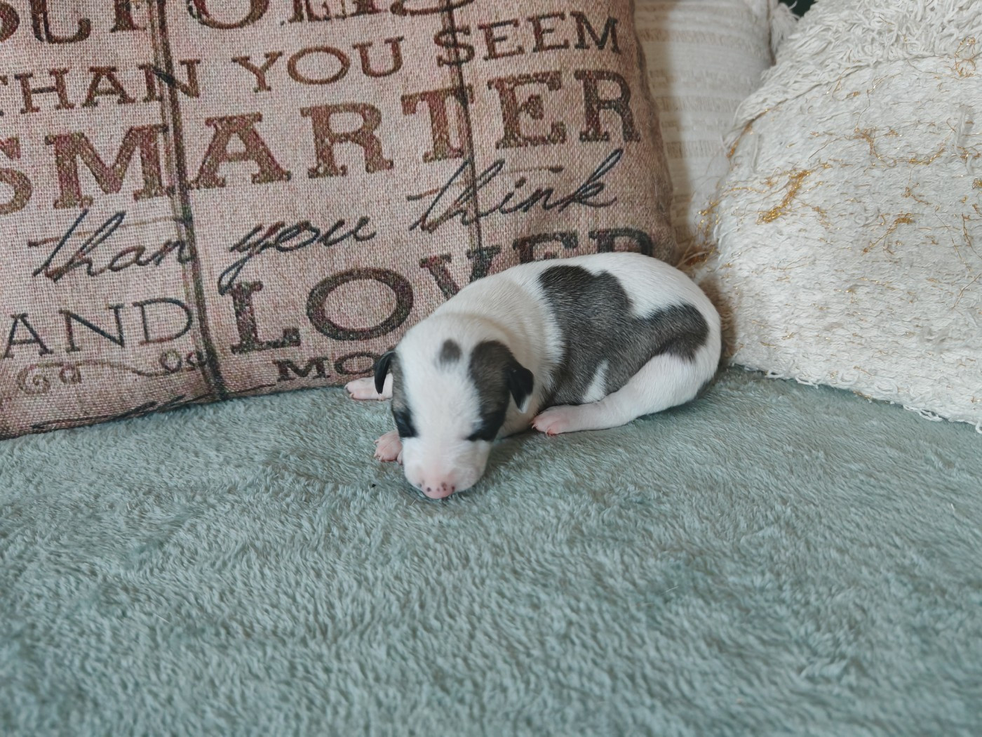 the New Life Des Collines Noires - Chiots disponibles - Whippet