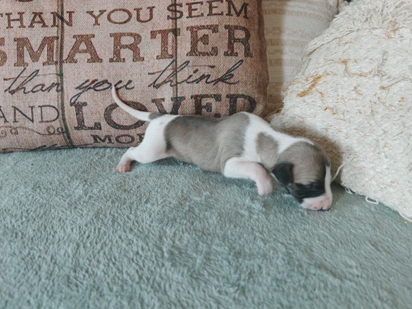 the New Life Des Collines Noires - Chiots disponibles - Whippet