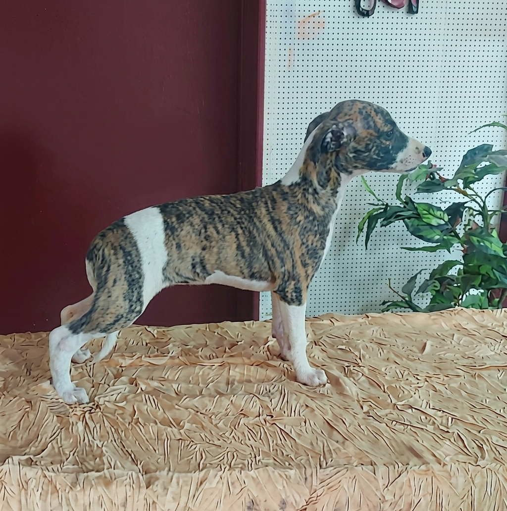 the New Life Des Collines Noires - Chiots disponibles - Whippet