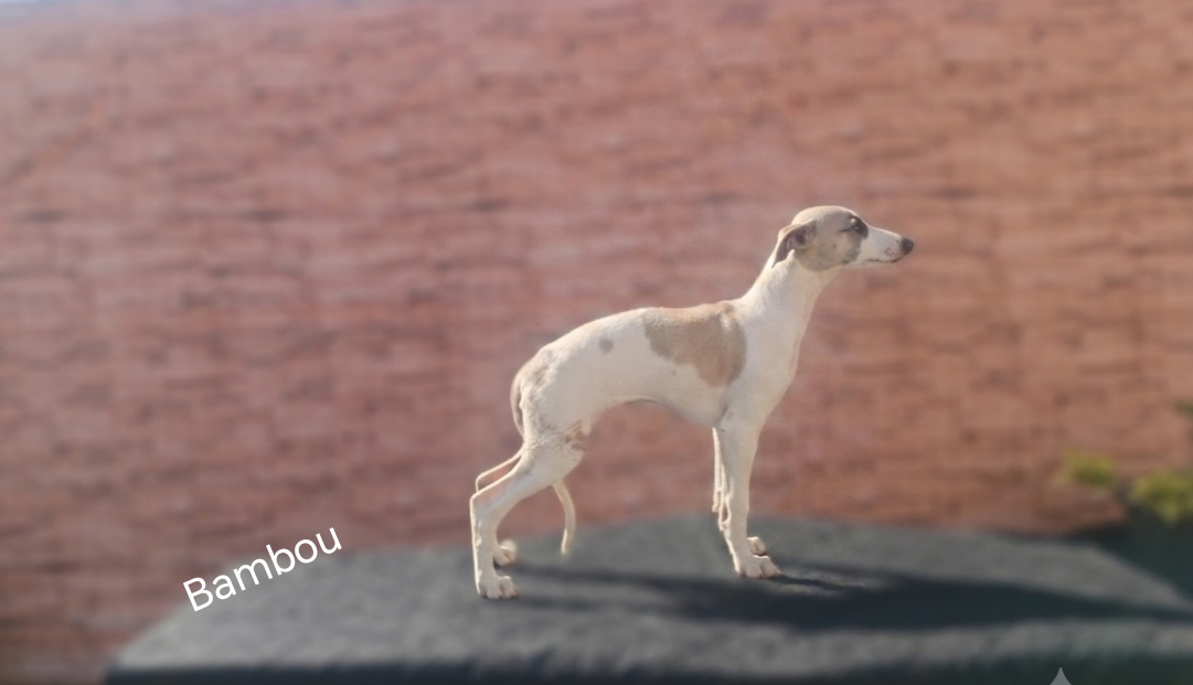 the New Life Des Collines Noires - Chiots disponibles - Whippet
