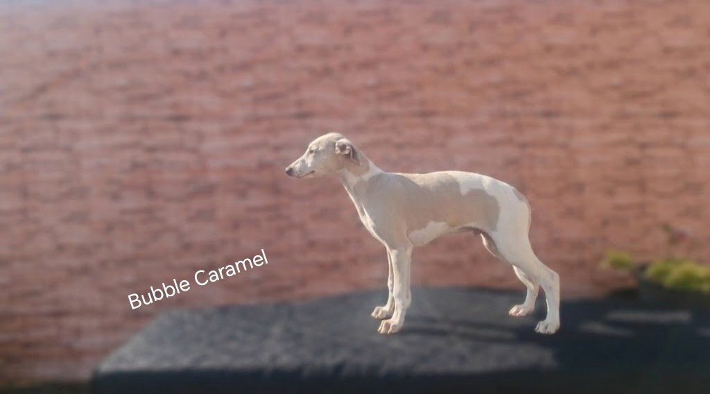 the New Life Des Collines Noires - Chiots disponibles - Whippet