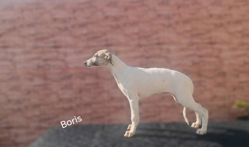 the New Life Des Collines Noires - Chiots disponibles - Whippet