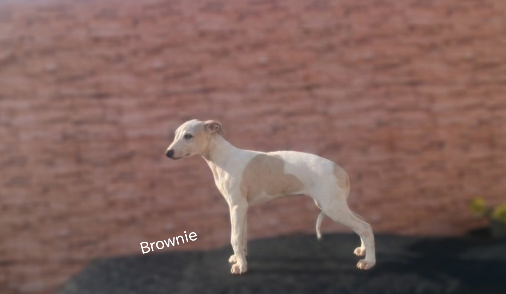 the New Life Des Collines Noires - Chiots disponibles - Whippet