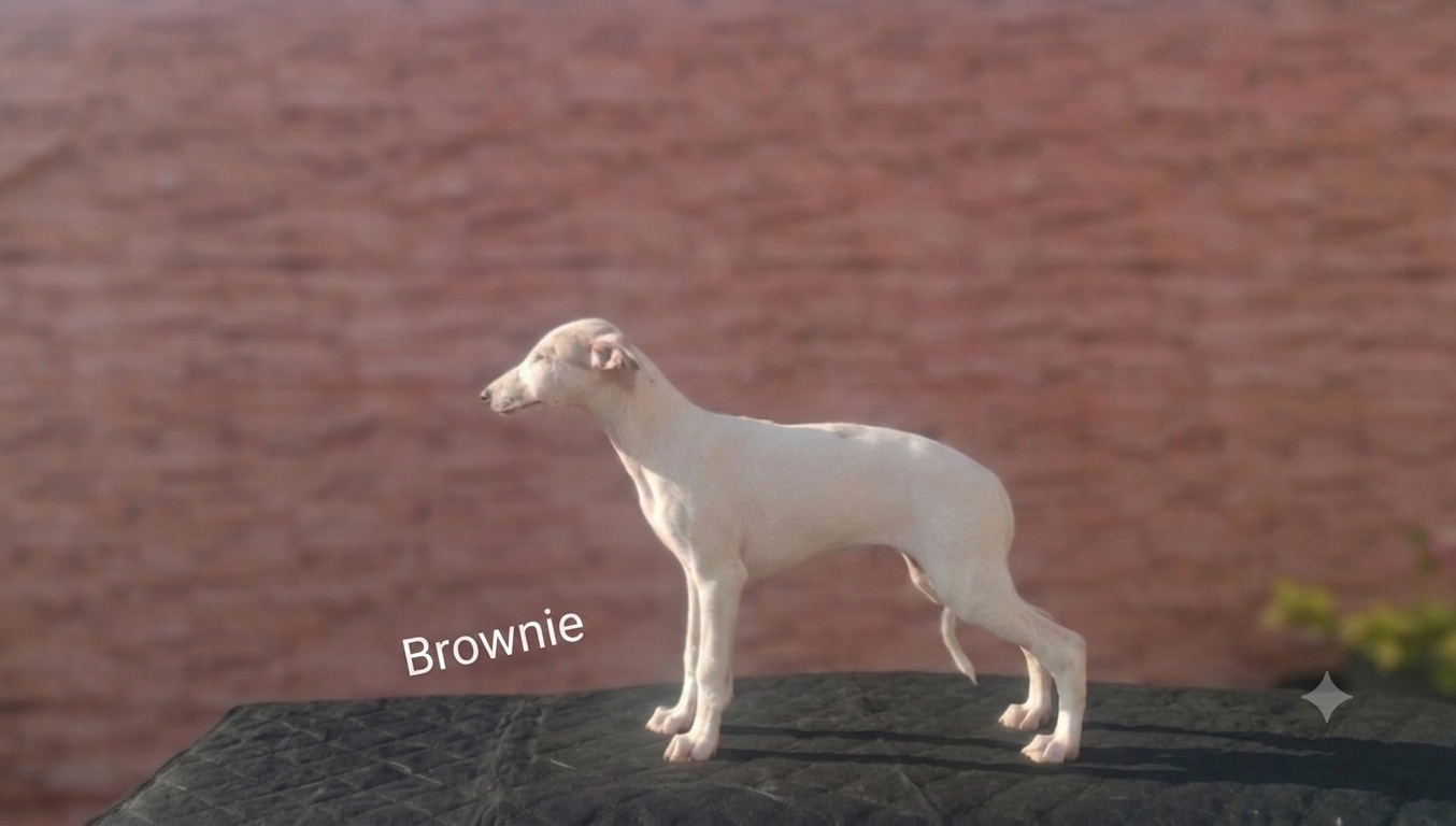 the New Life Des Collines Noires - Chiots disponibles - Whippet