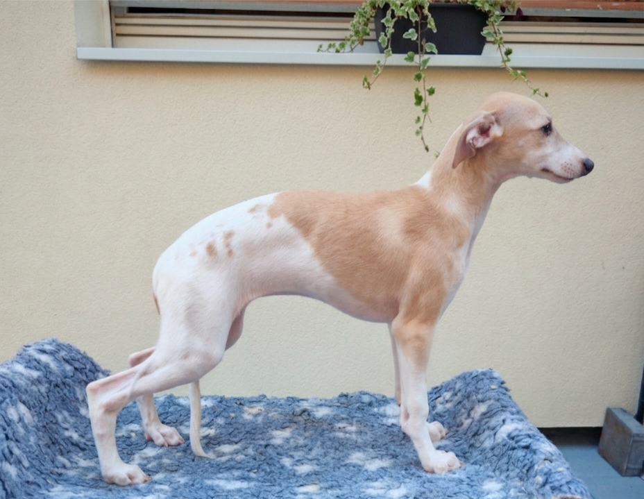 the New Life Des Collines Noires - Chiots disponibles - Whippet