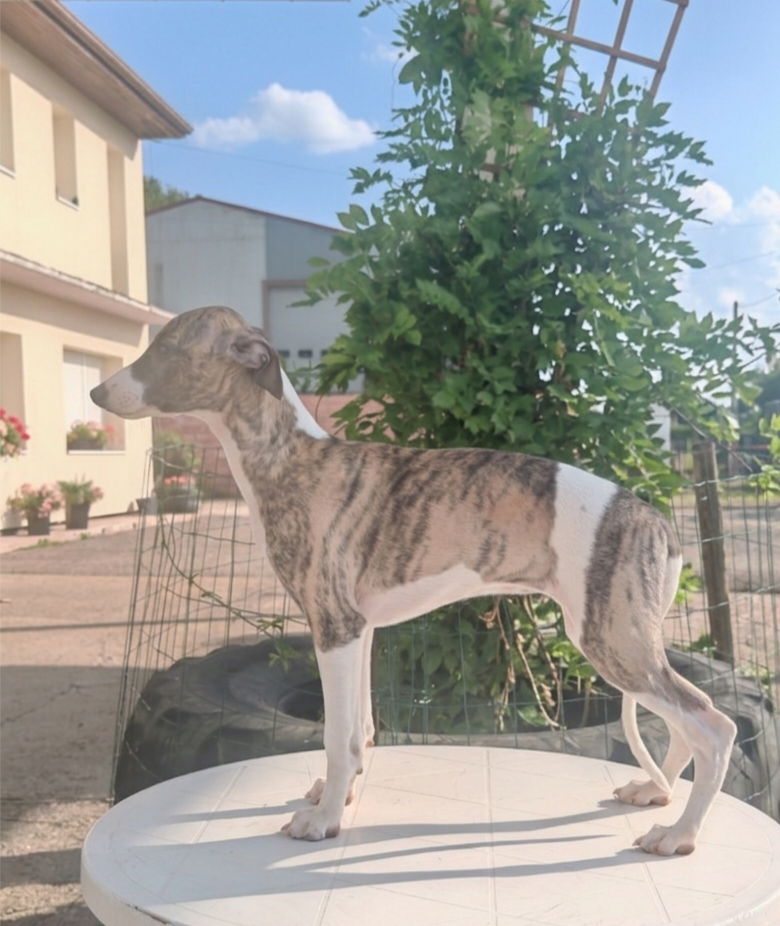 the New Life Des Collines Noires - Chiots disponibles - Whippet