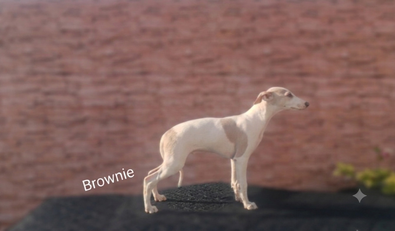 the New Life Des Collines Noires - Chiots disponibles - Whippet
