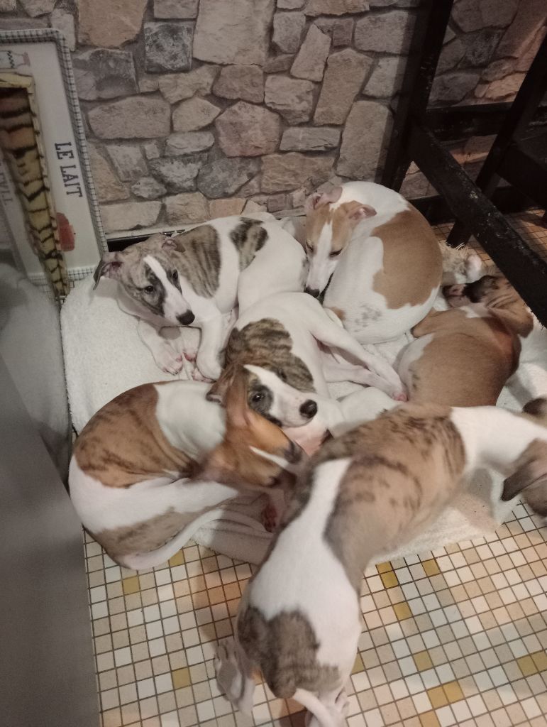 Chiot Whippet the New Life Des Collines Noires