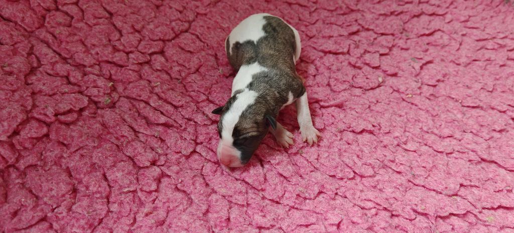 the New Life Des Collines Noires - Chiots disponibles - Whippet