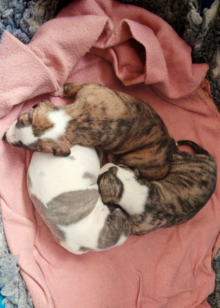 Chiot Whippet the New Life Des Collines Noires