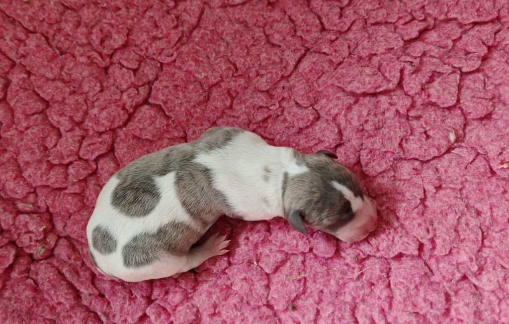 the New Life Des Collines Noires - Chiots disponibles - Whippet