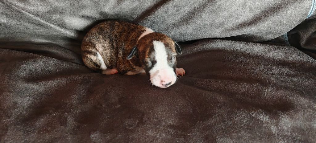 the New Life Des Collines Noires - Chiots disponibles - Whippet