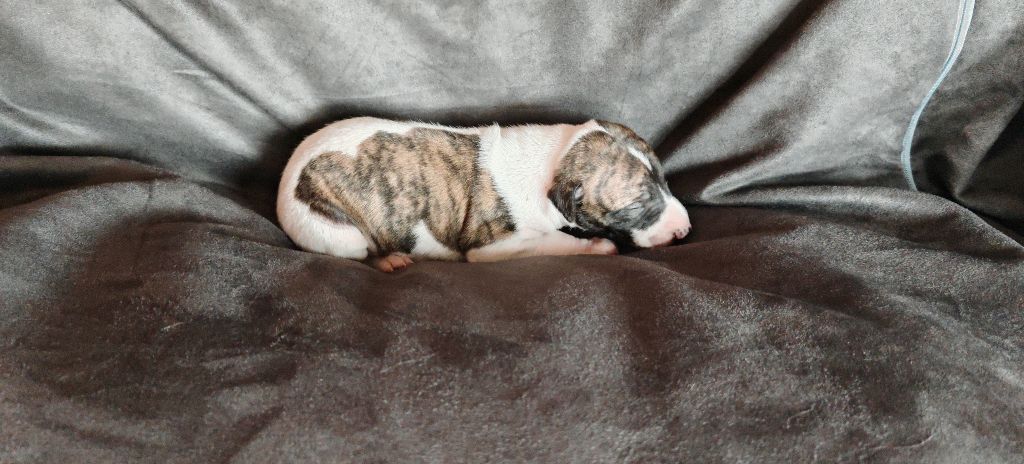 the New Life Des Collines Noires - Chiots disponibles - Whippet