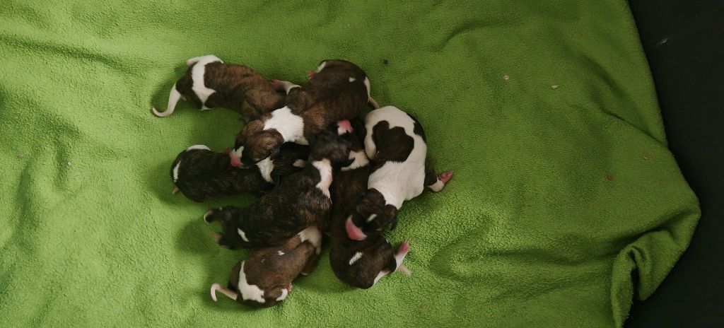 Chiot Whippet the New Life Des Collines Noires