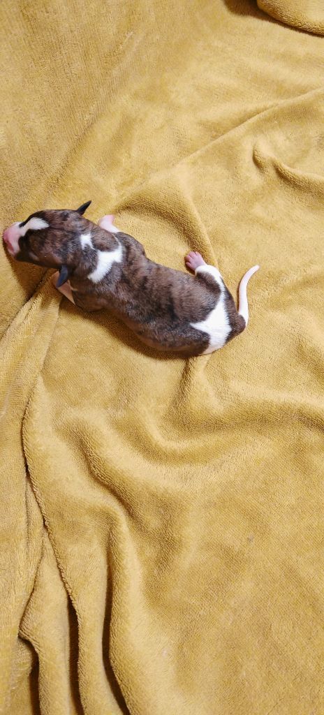 the New Life Des Collines Noires - Chiots disponibles - Whippet