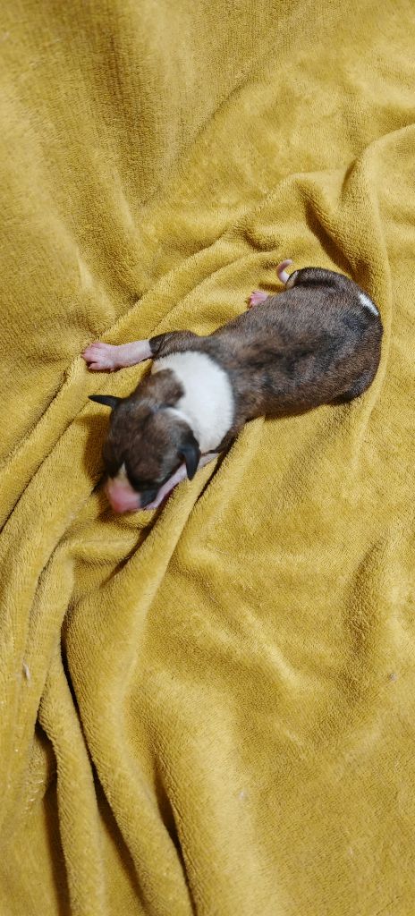 the New Life Des Collines Noires - Chiots disponibles - Whippet