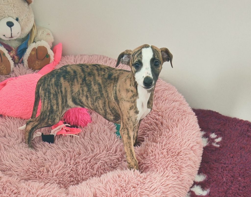 the New Life Des Collines Noires - Chiots disponibles - Whippet