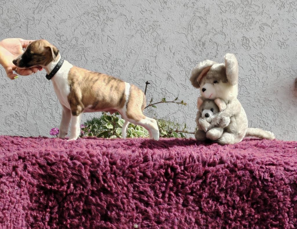 the New Life Des Collines Noires - Chiots disponibles - Whippet