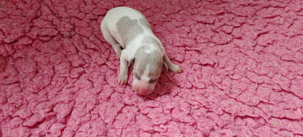 the New Life Des Collines Noires - Chiots disponibles - Whippet
