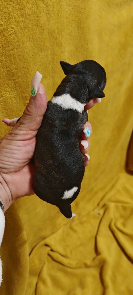 the New Life Des Collines Noires - Chiots disponibles - Whippet