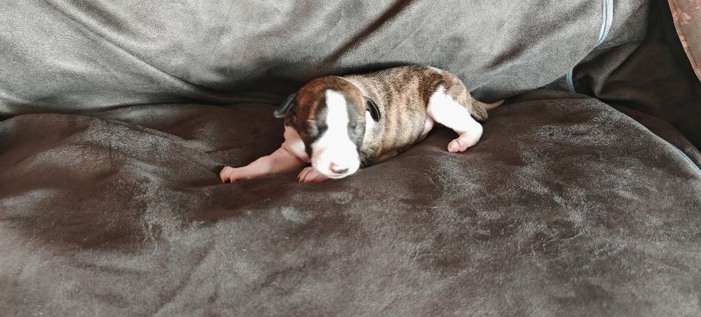 the New Life Des Collines Noires - Chiots disponibles - Whippet