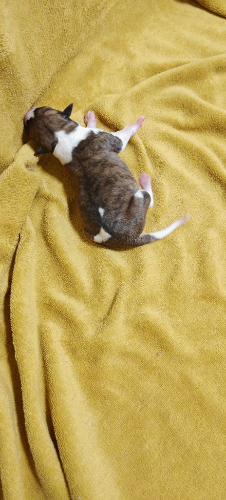 the New Life Des Collines Noires - Chiots disponibles - Whippet